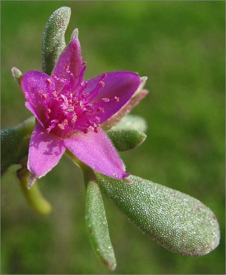 sm 4046 Western Sea Purslane.jpg - Western Sea Purslane (Sesuvium verrucosum): A native whose flowers were almost 1/3" across grew as a very low ground cover on the mud flats by the Lagoon.